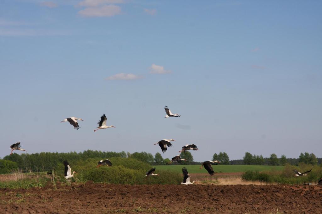Farm stay Dwor Barocco *